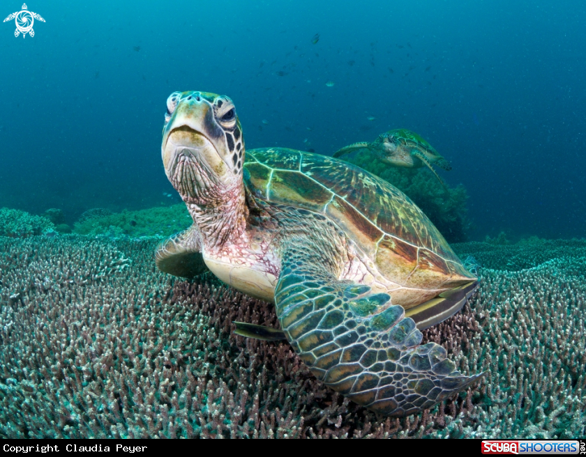A seaturtles at Apo Island
