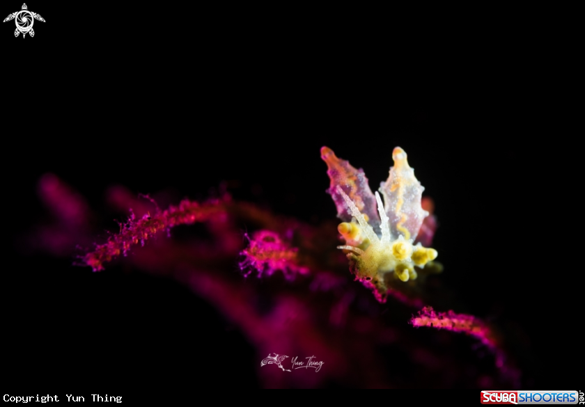 A nudibranch