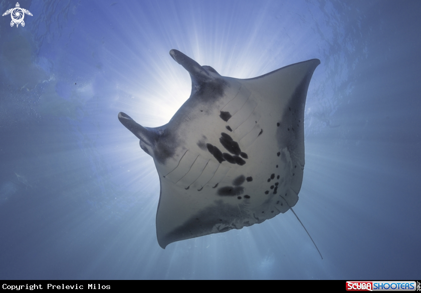 A Manta Ray