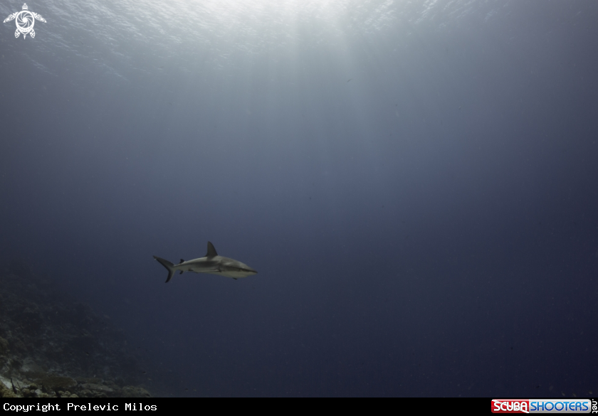 A Black Tip Reef Shark