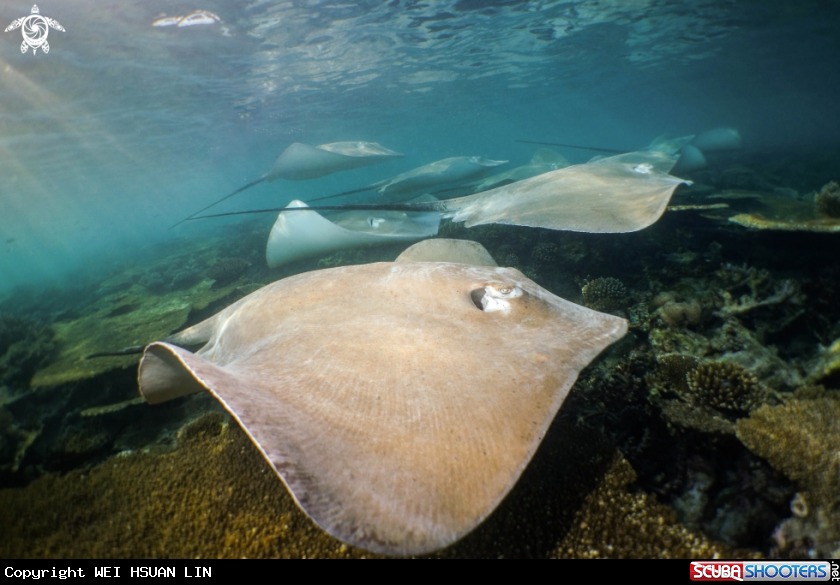 A Pink Whip Stingray