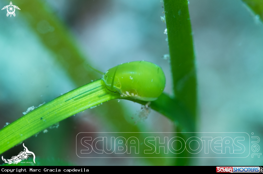 A Smaragdia viridis
