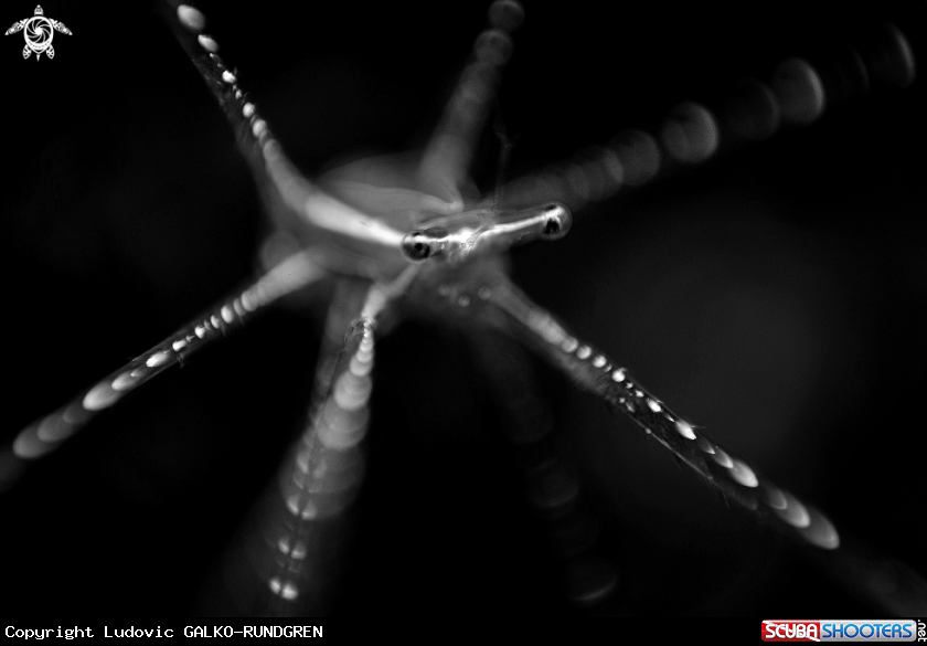 A Spider crab