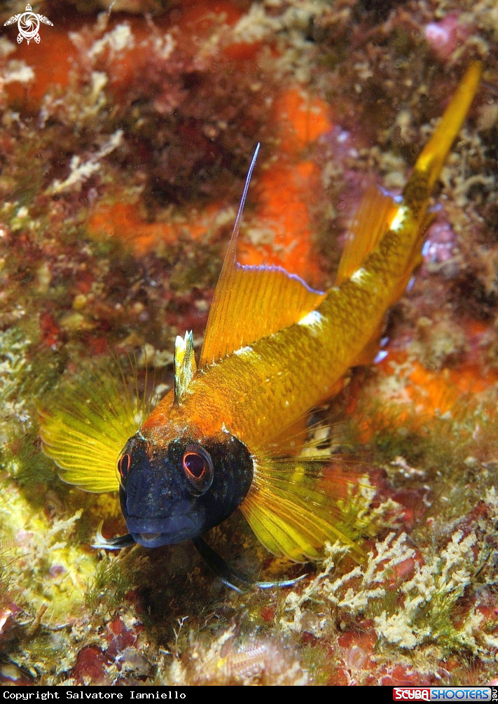A underwater creature
