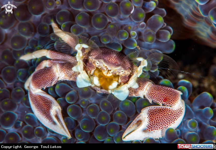 A Porcelain Crab