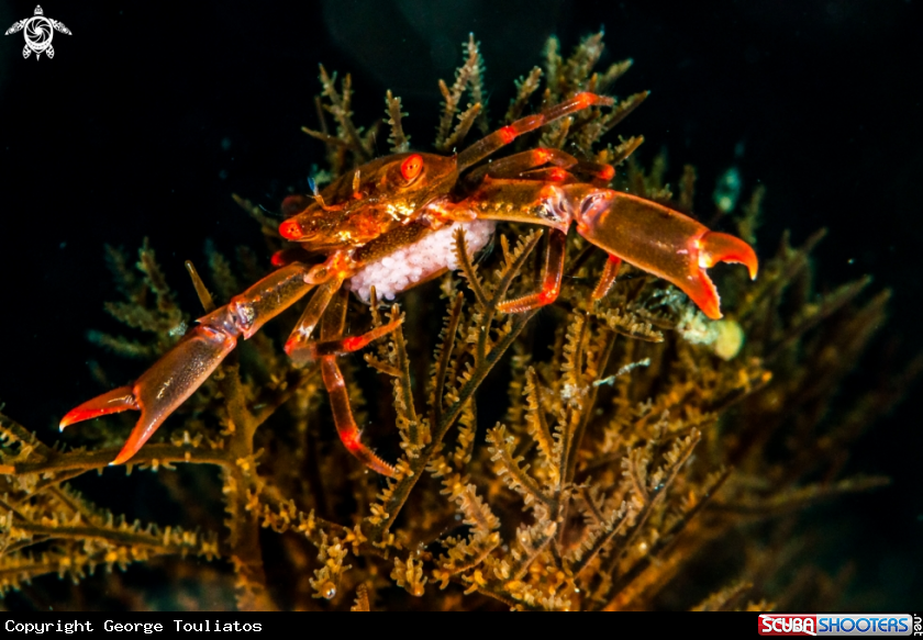 A Crab