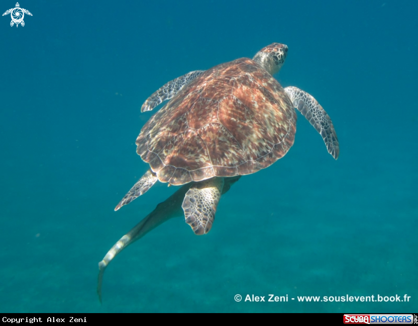 A hawksbill turtles