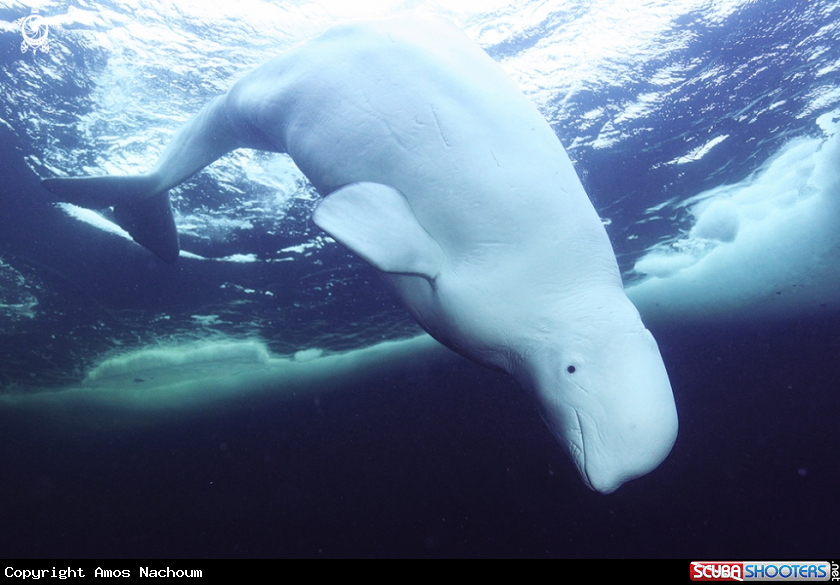 A Beluga 
