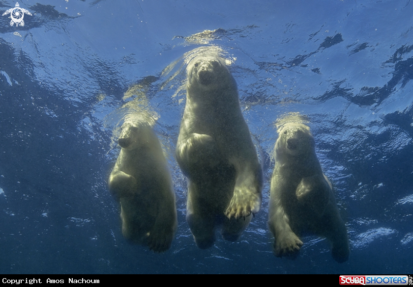 A Polar Bear 