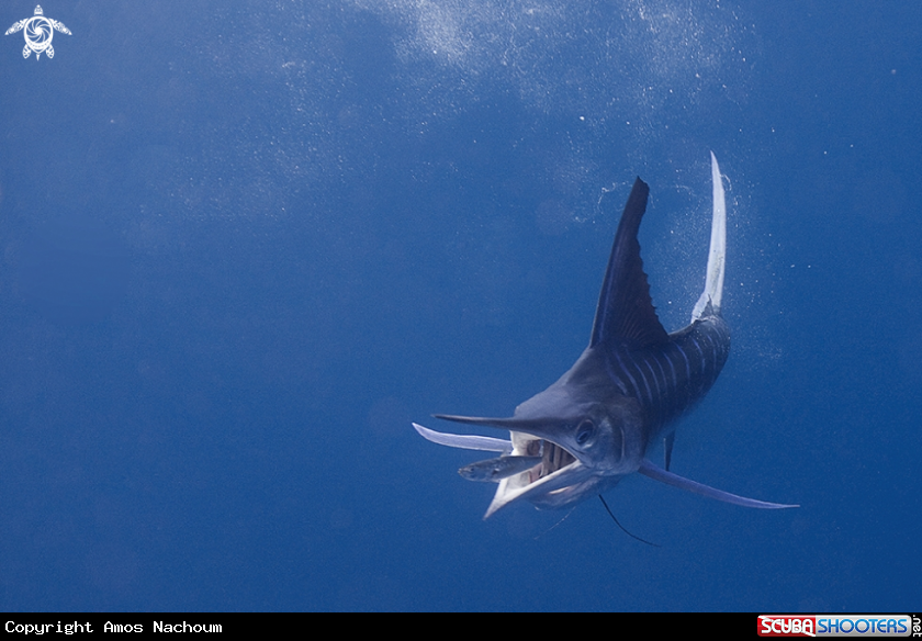 A Striped Marlin 