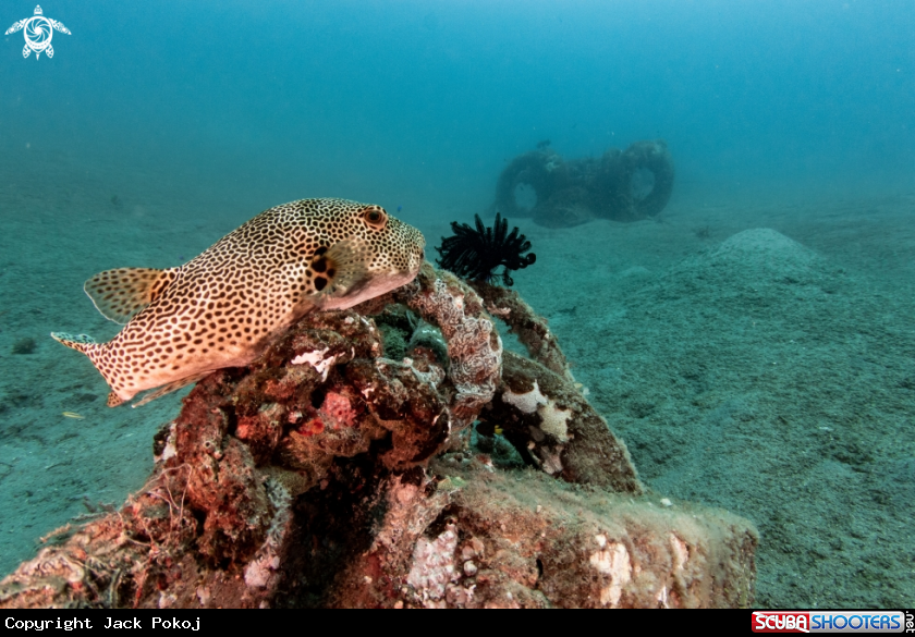 A Pufferfish