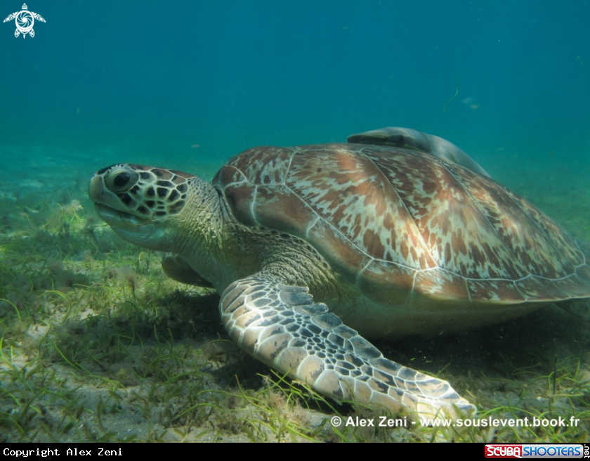 A hawksbill turtles