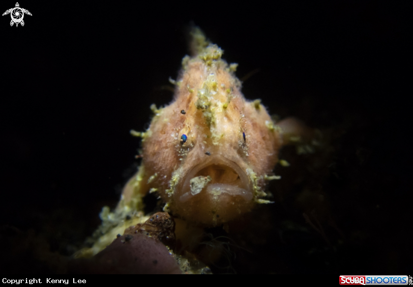 A Frogfish