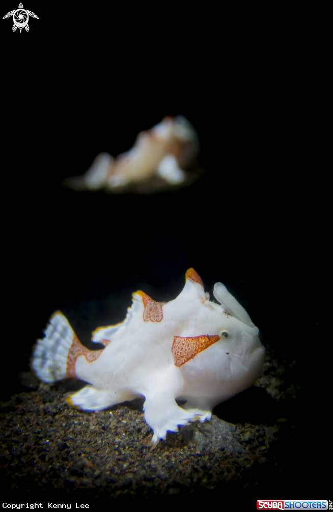 A Frog Fish Juvenile