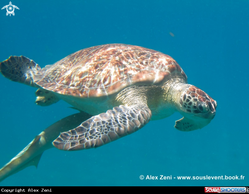 A hawksbill turtles