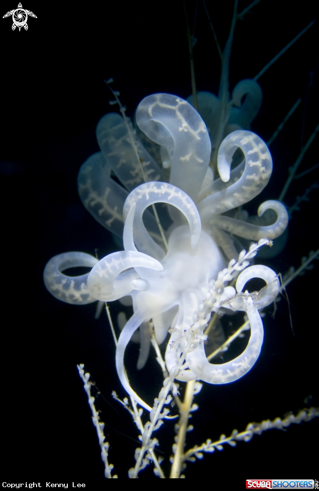 A Phyllodesmium iriomotense and Skeleton Shrimp