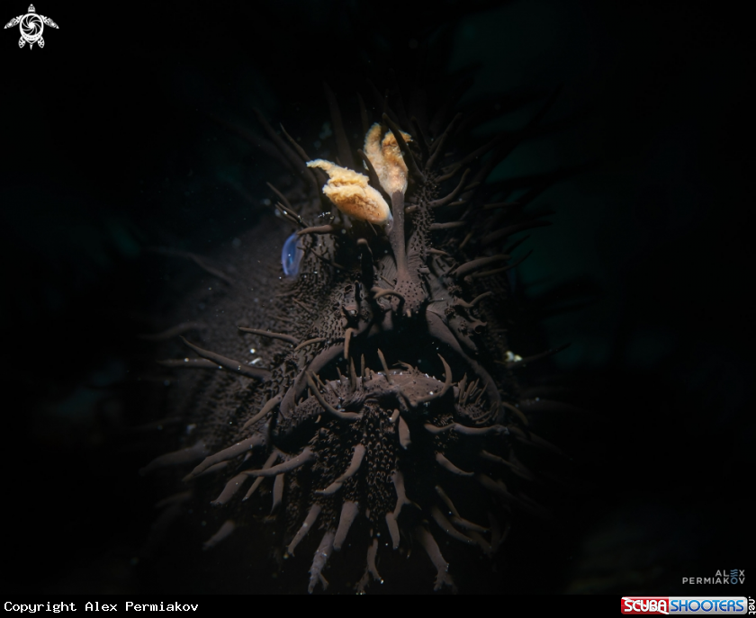 A Hairy frog fish