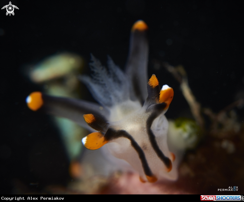 A Nudibranch