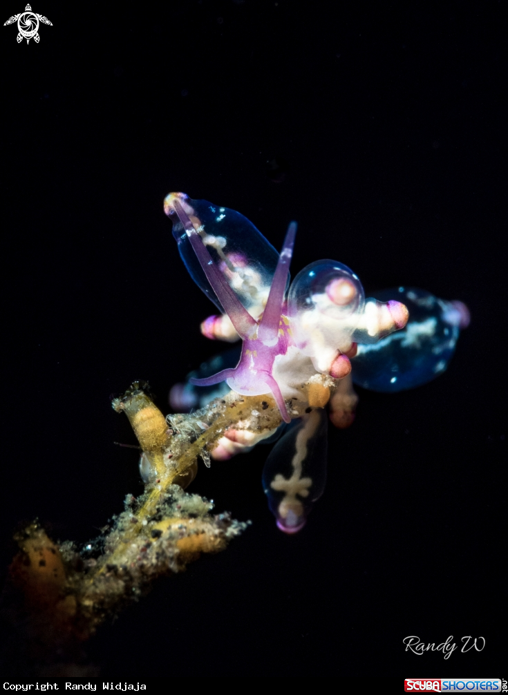 A Nudibranch