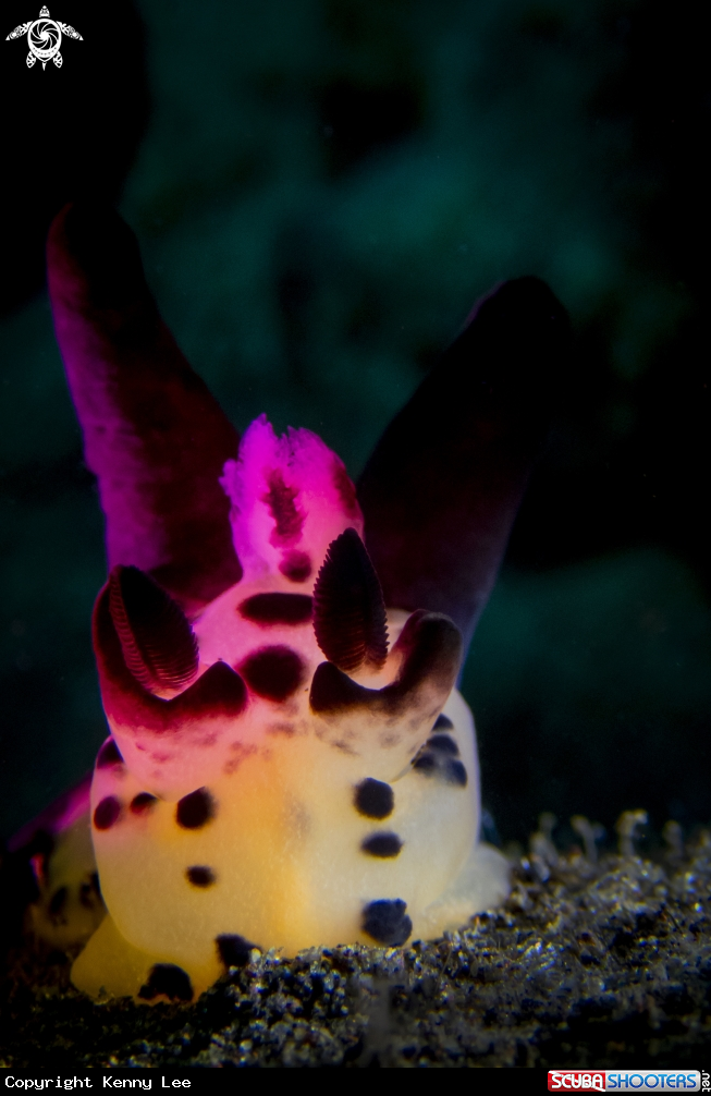 A Pikachu Nudibranch