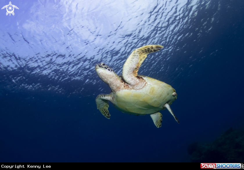 A Green sea turtle