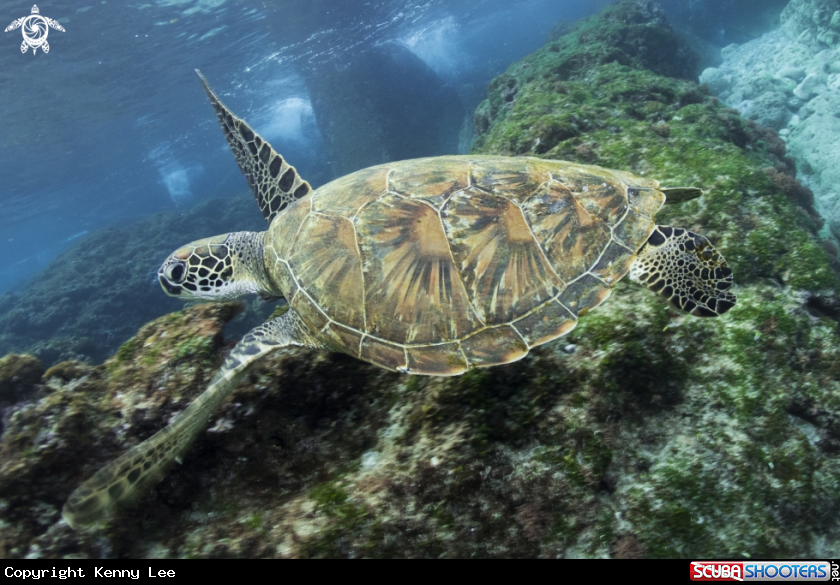 A Green sea turtle