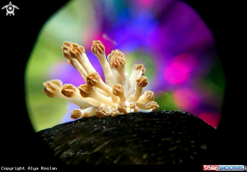 A Nudibranch