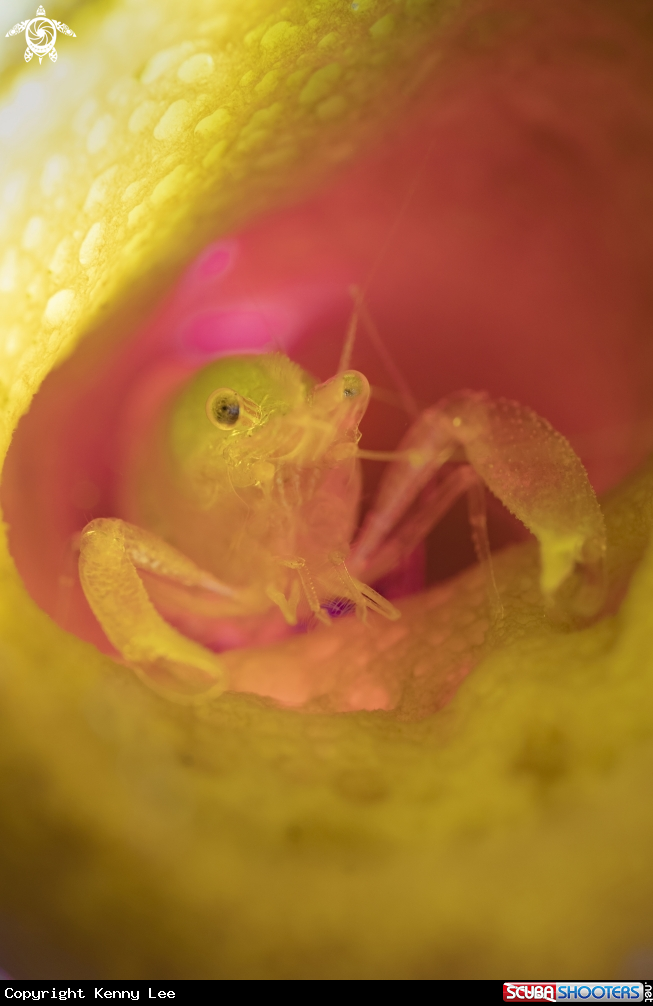 A Sponge shrimp