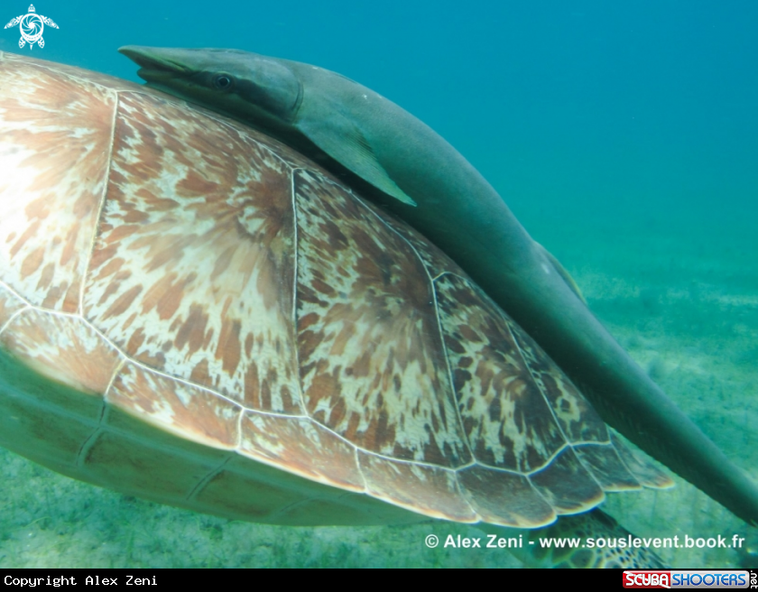 A hawksbill turtles