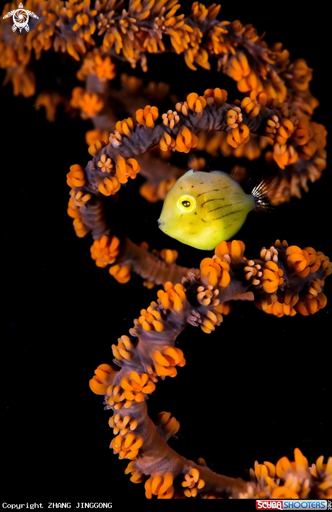 A File fish