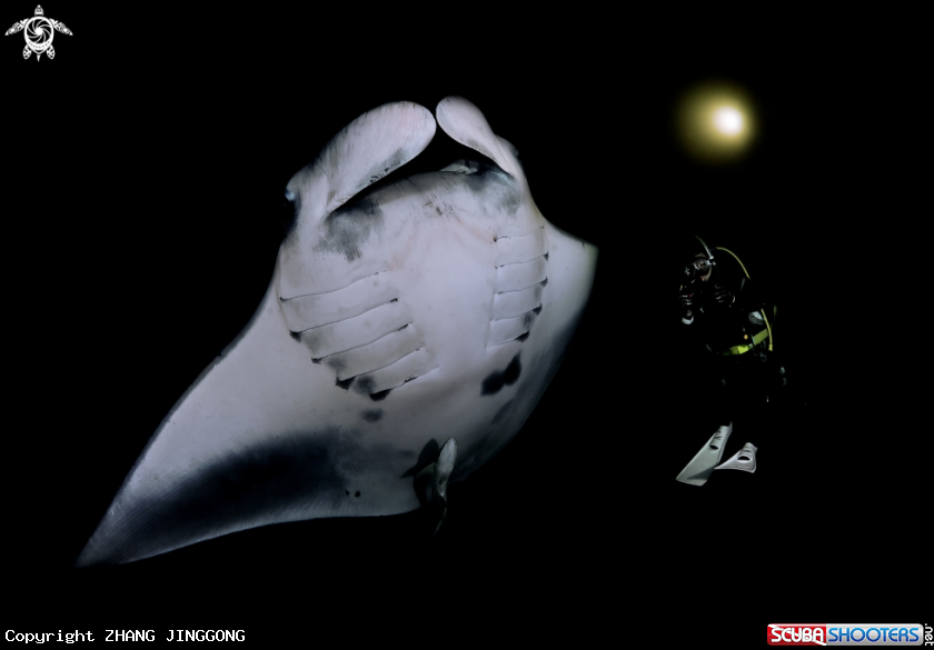 A manta ray