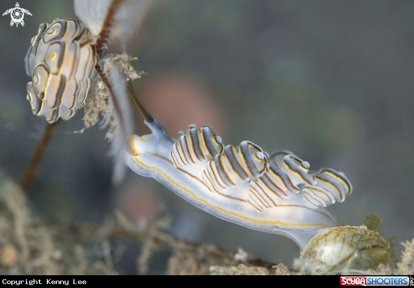 A Donut Nudibranch