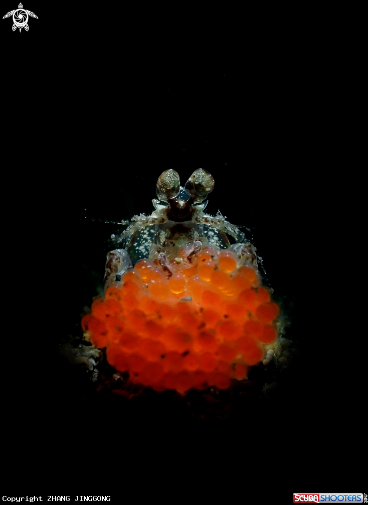 A mantis shrimp