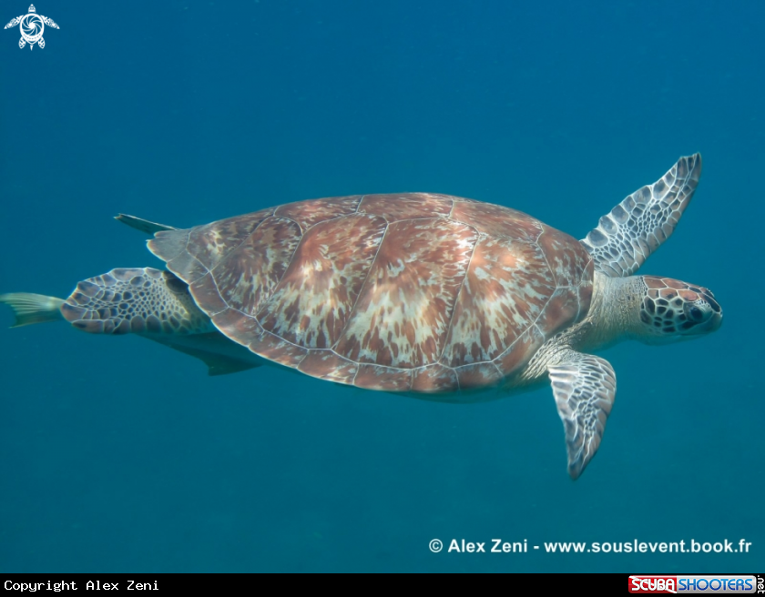 A hawksbill turtles