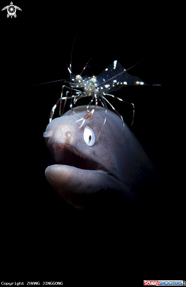 A shrimp