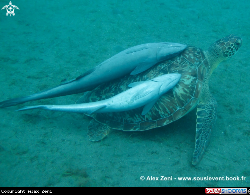 A hawksbill turtles