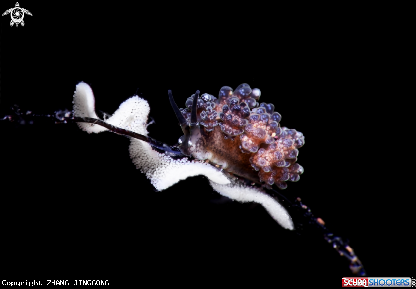 A Nudibranch