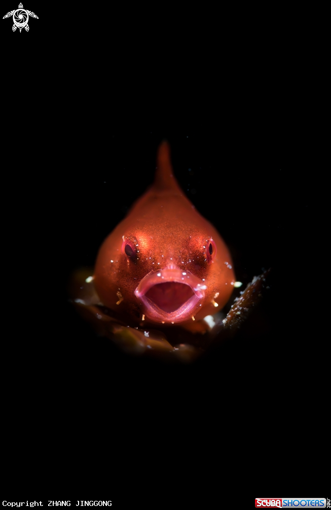 A Lumpsucker