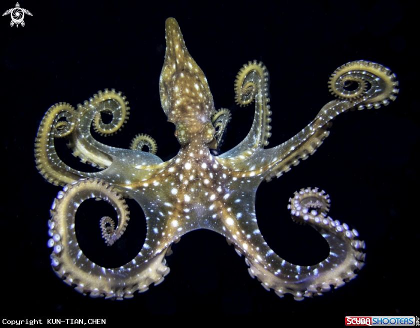 A Cephalopoda
