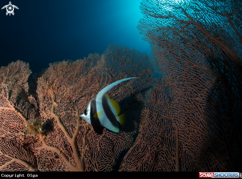 A Banner fish and girgonia fan