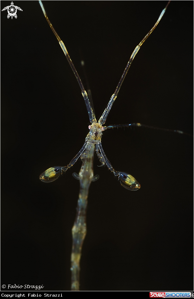 A Skeleton Shrimp
