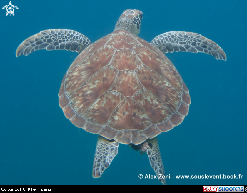A hawksbill turtles