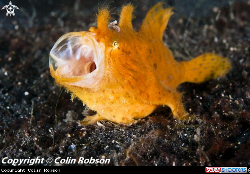 A frohfish