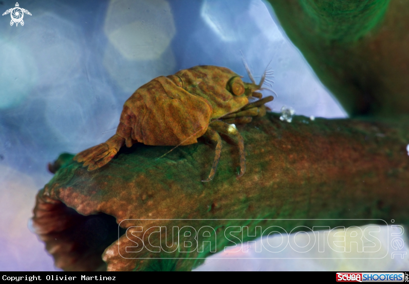 A Cactus Crab