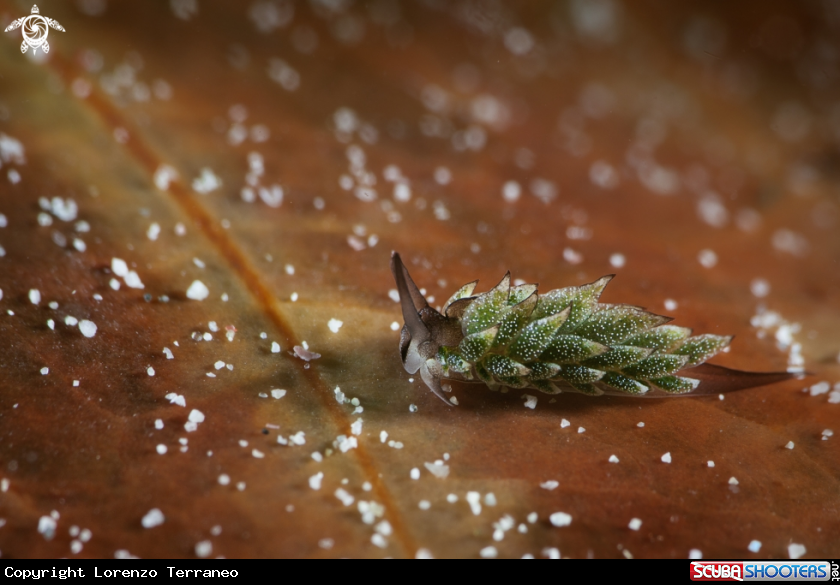 A Costasiella