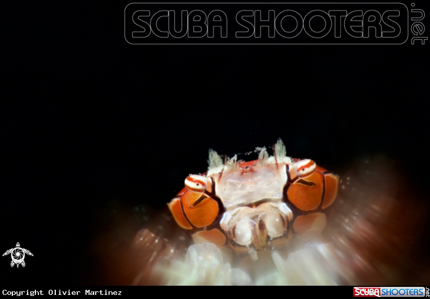 A Boxer Crab
