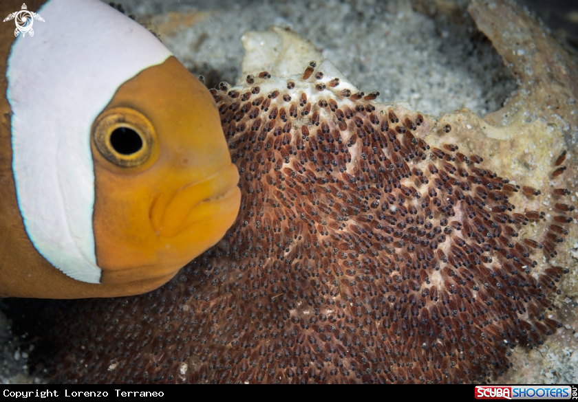 A Pesce pagliaccio