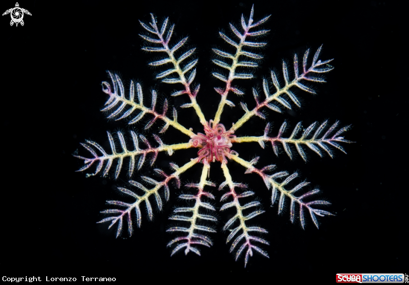 A Crinoide