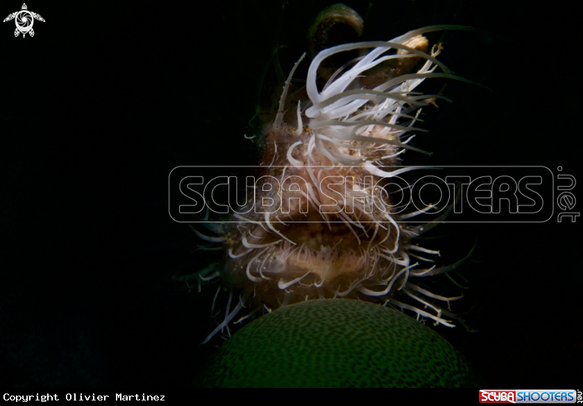 A Hairy Frogfish