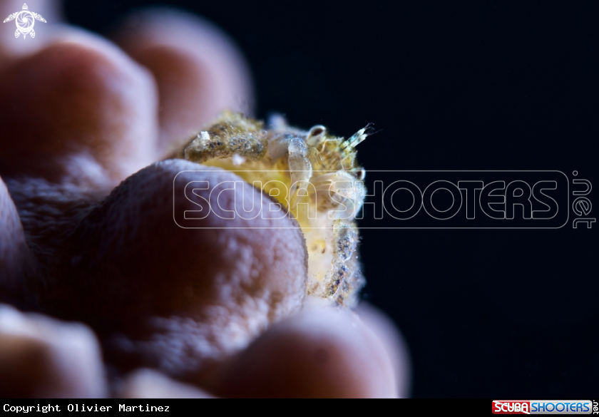 A Hard Coral Crabb